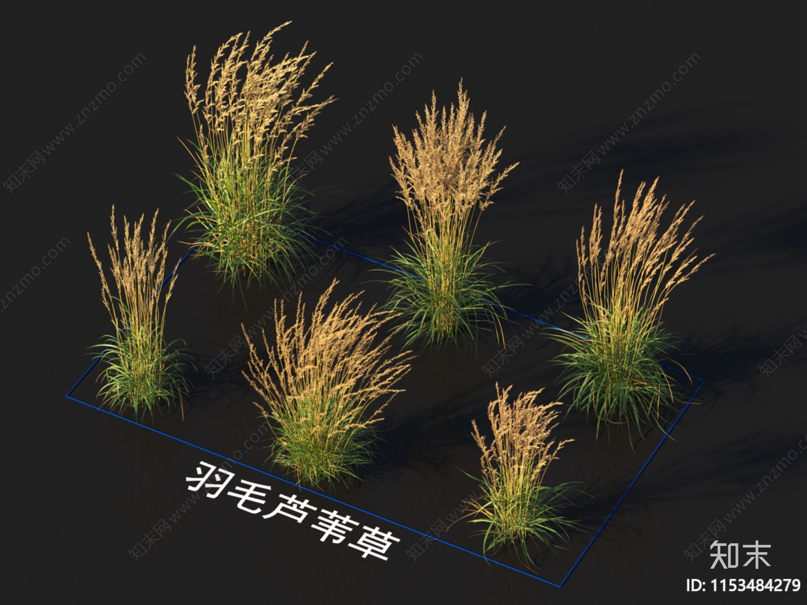 羽毛芦苇草3D模型下载【ID:1153484279】