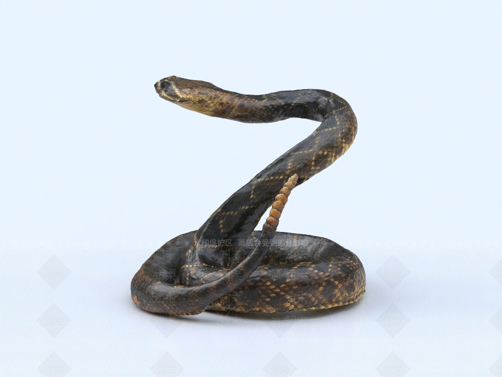 爬行类动物3D模型下载【ID:1153541691】