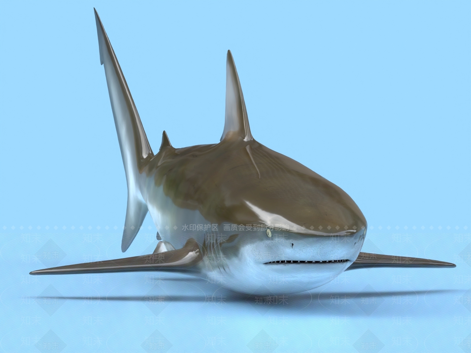 短尾真鲨3D模型下载【ID:1153545813】