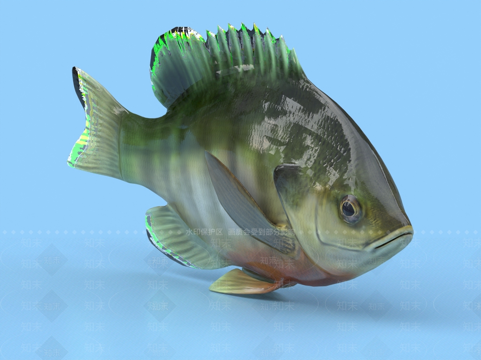 太阳鱼3D模型下载【ID:1153546683】