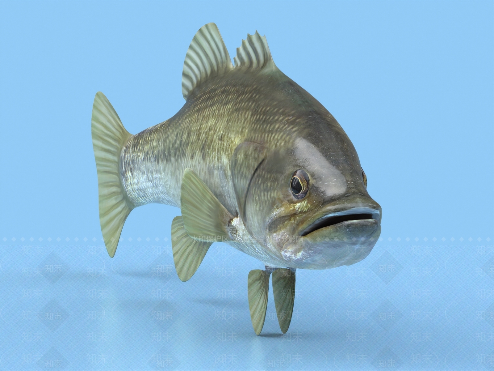 鲈鱼3D模型下载【ID:1153547029】