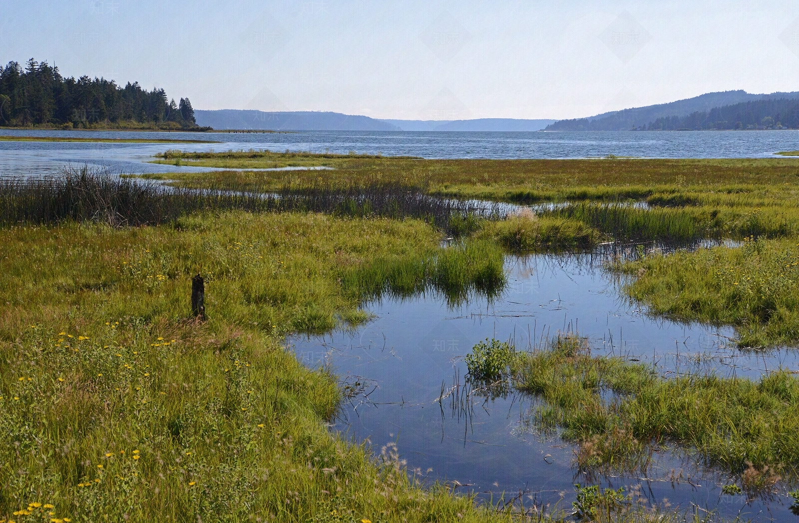 水生植物外景贴图下载【ID:1153595152】