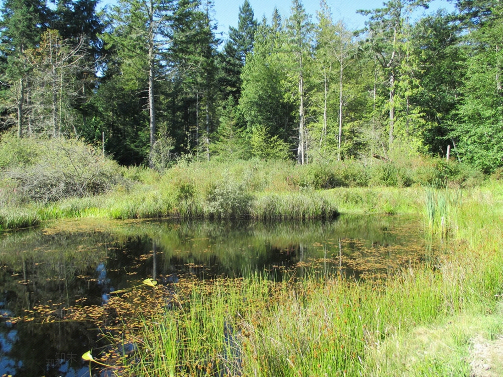 植物外景贴图下载【ID:1153596300】