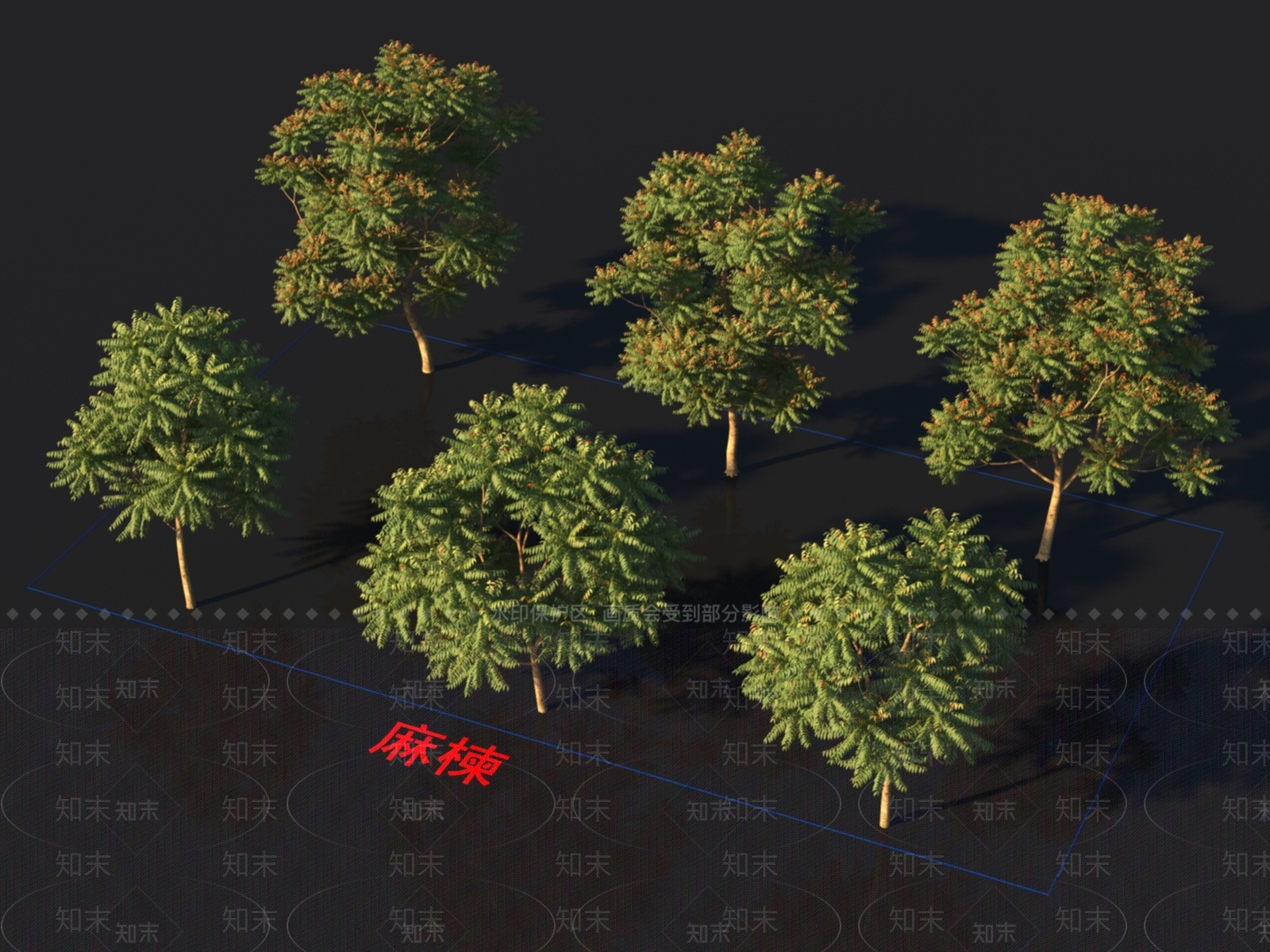 麻楝3D模型下载【ID:1153612599】
