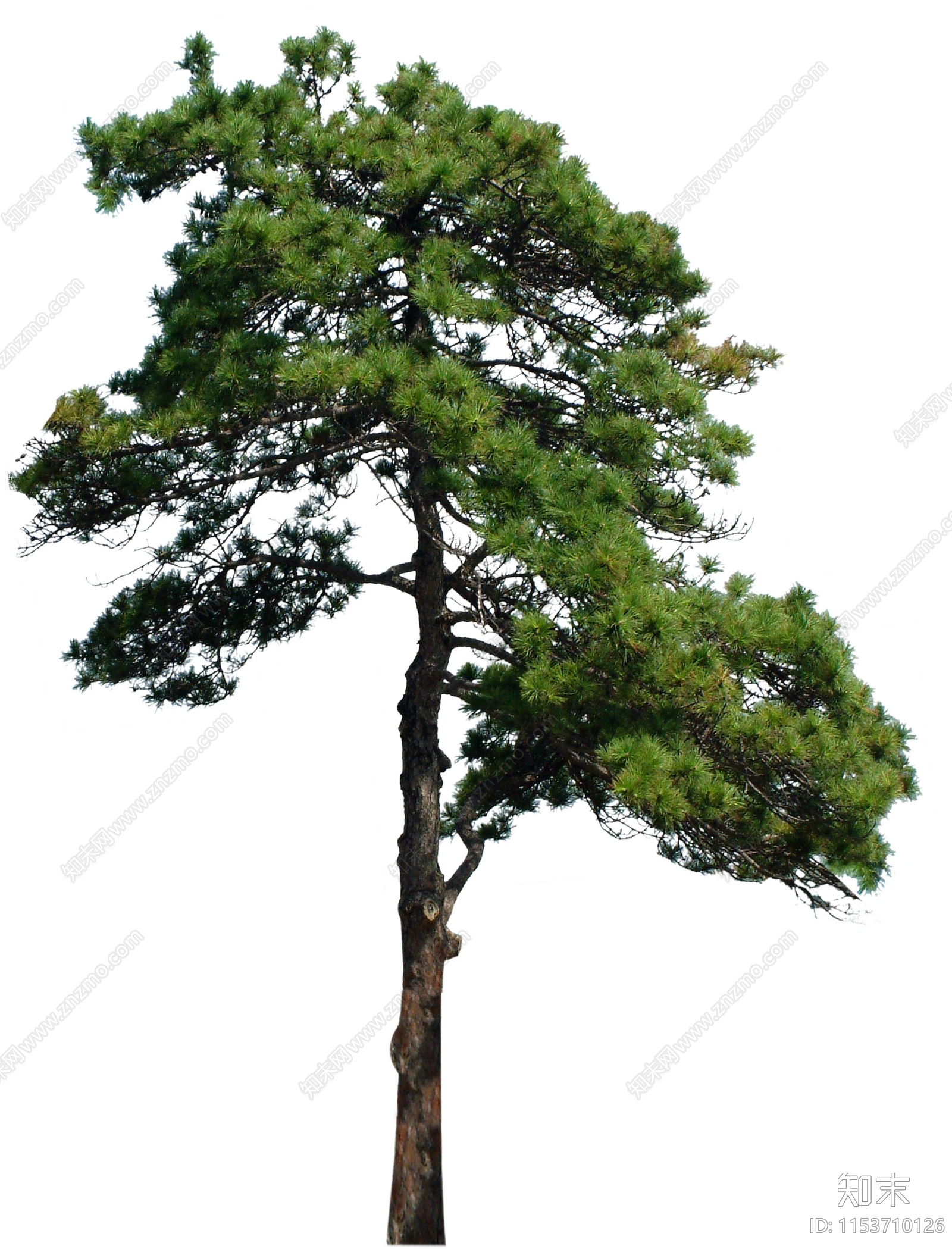 PSD免抠油松短叶松马尾松乔木下载【ID:1153710126】undefined