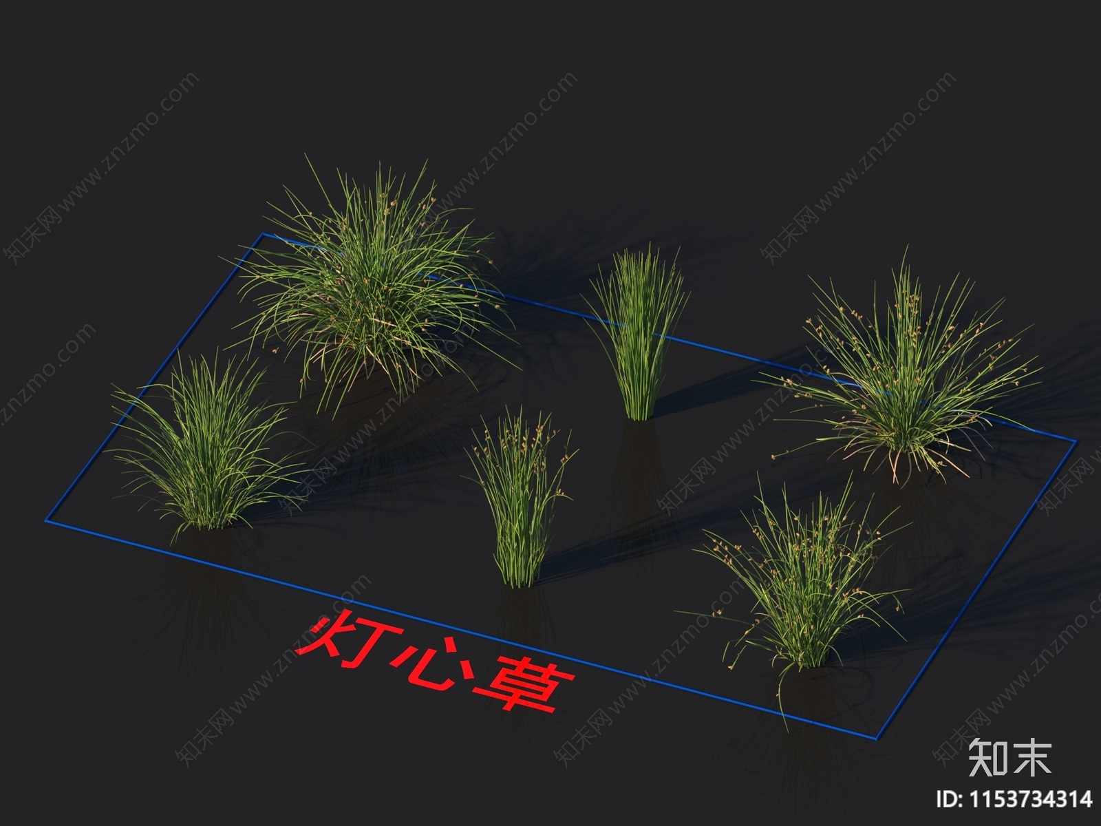 灯心草3D模型下载【ID:1153734314】