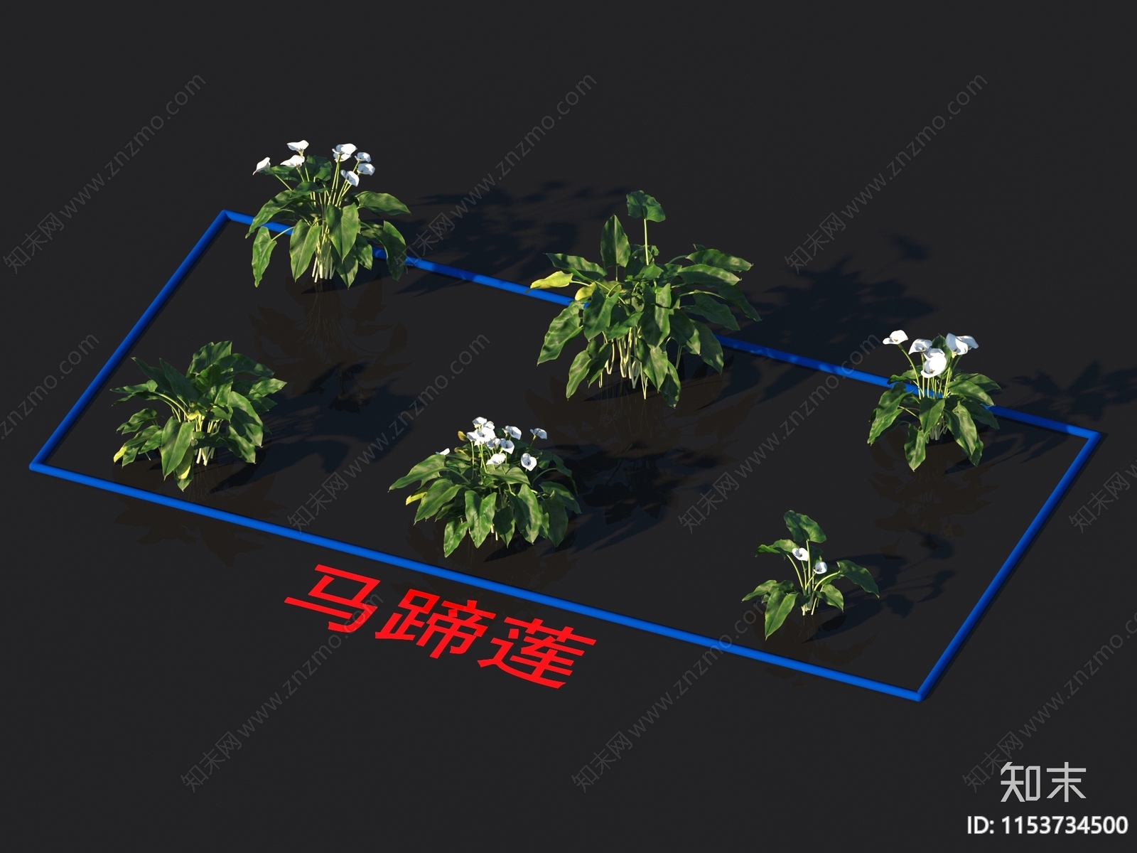 马蹄莲3D模型下载【ID:1153734500】