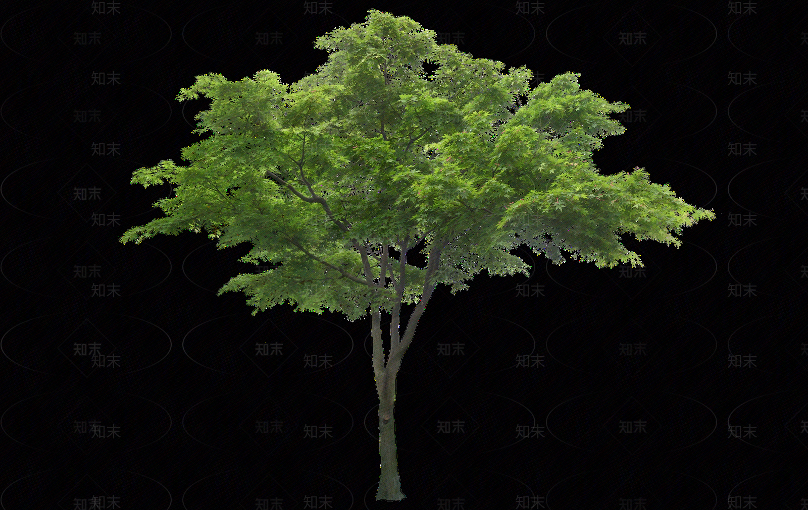 png免抠枫树红枫乔木贴图下载【ID:1153762522】