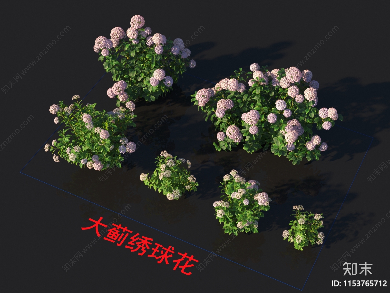 大蓟绣球花3D模型下载【ID:1153765712】