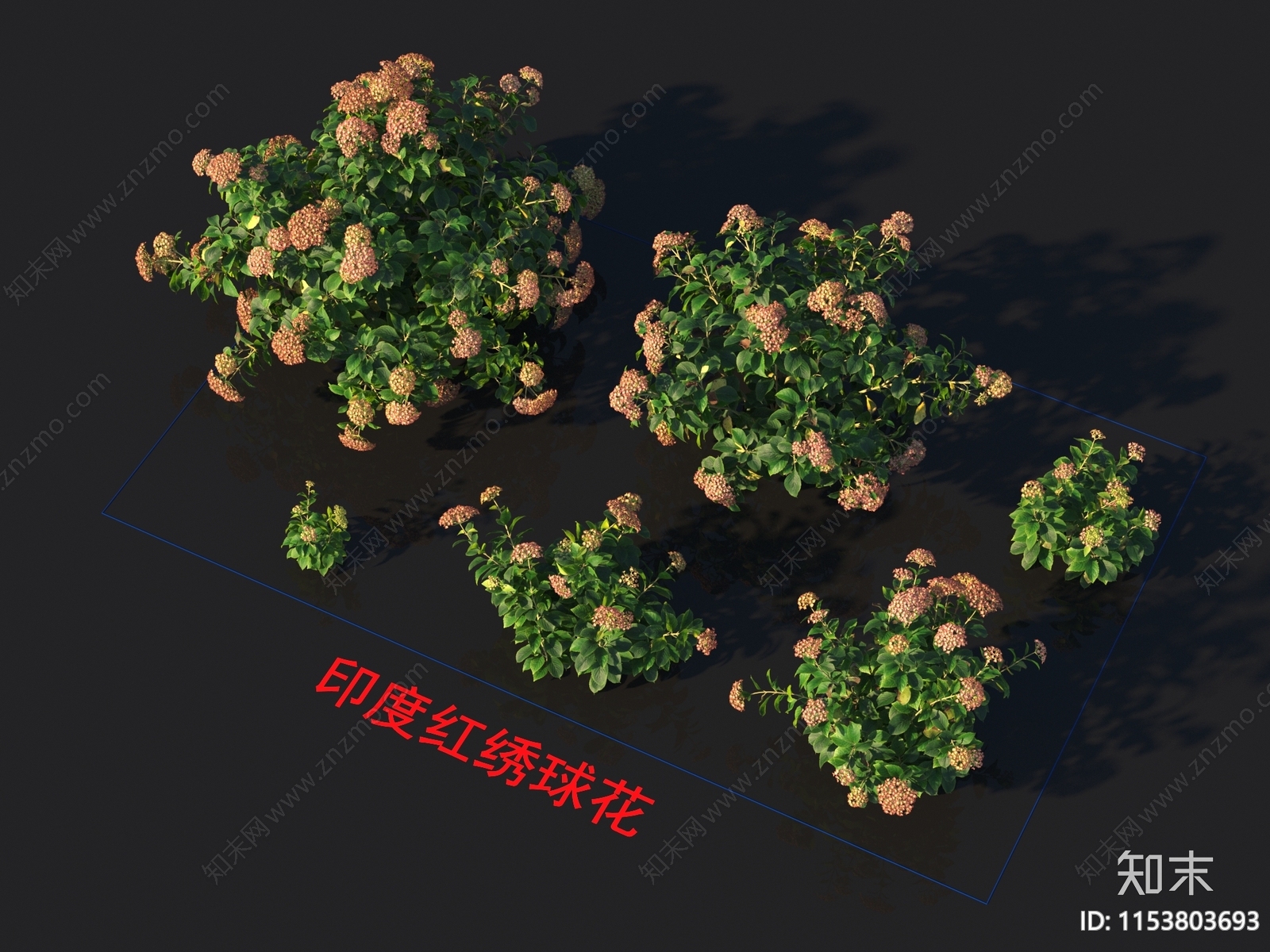 印度红绣球花3D模型下载【ID:1153803693】