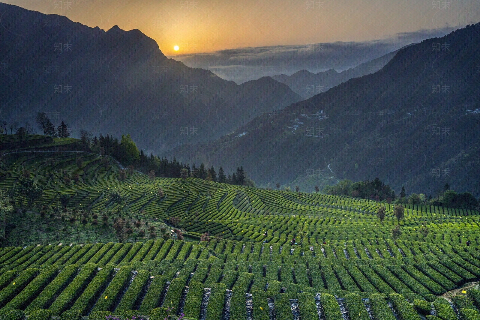 茶园风景背景素材贴图下载【ID:1153806898】