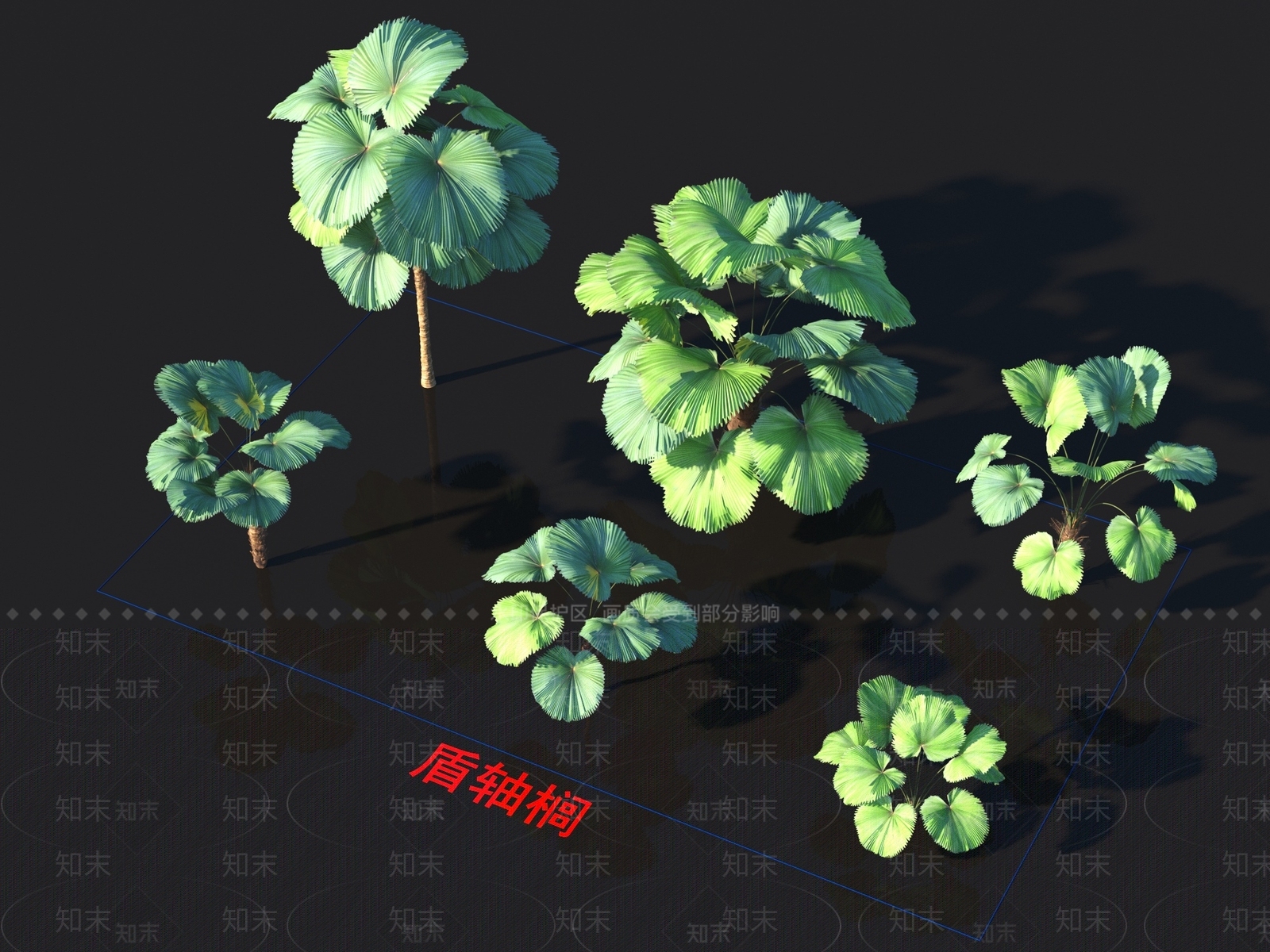盾轴榈3D模型下载【ID:1153827810】