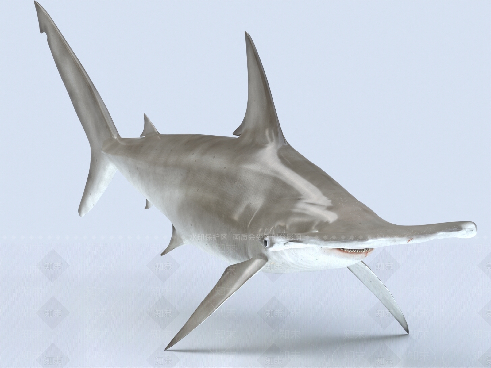 双髻鲨3D模型下载【ID:1153879346】