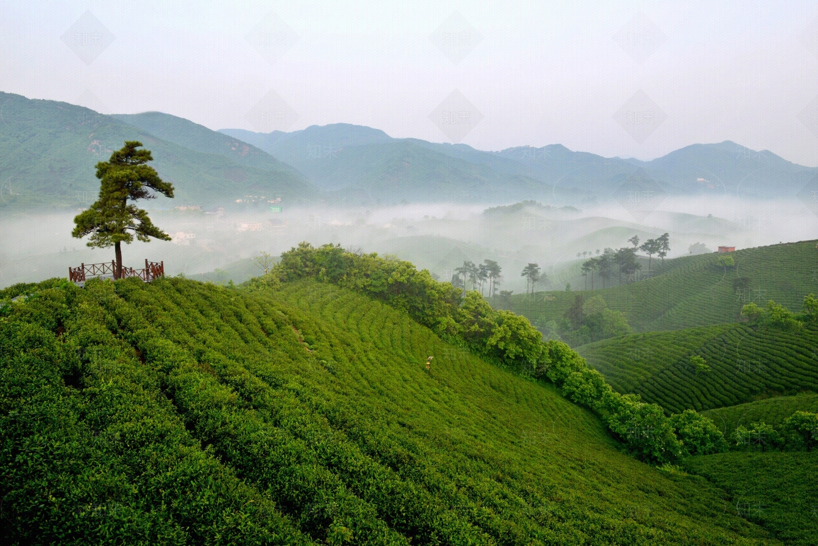 茶山背景风景素材贴图下载【ID:1153911374】