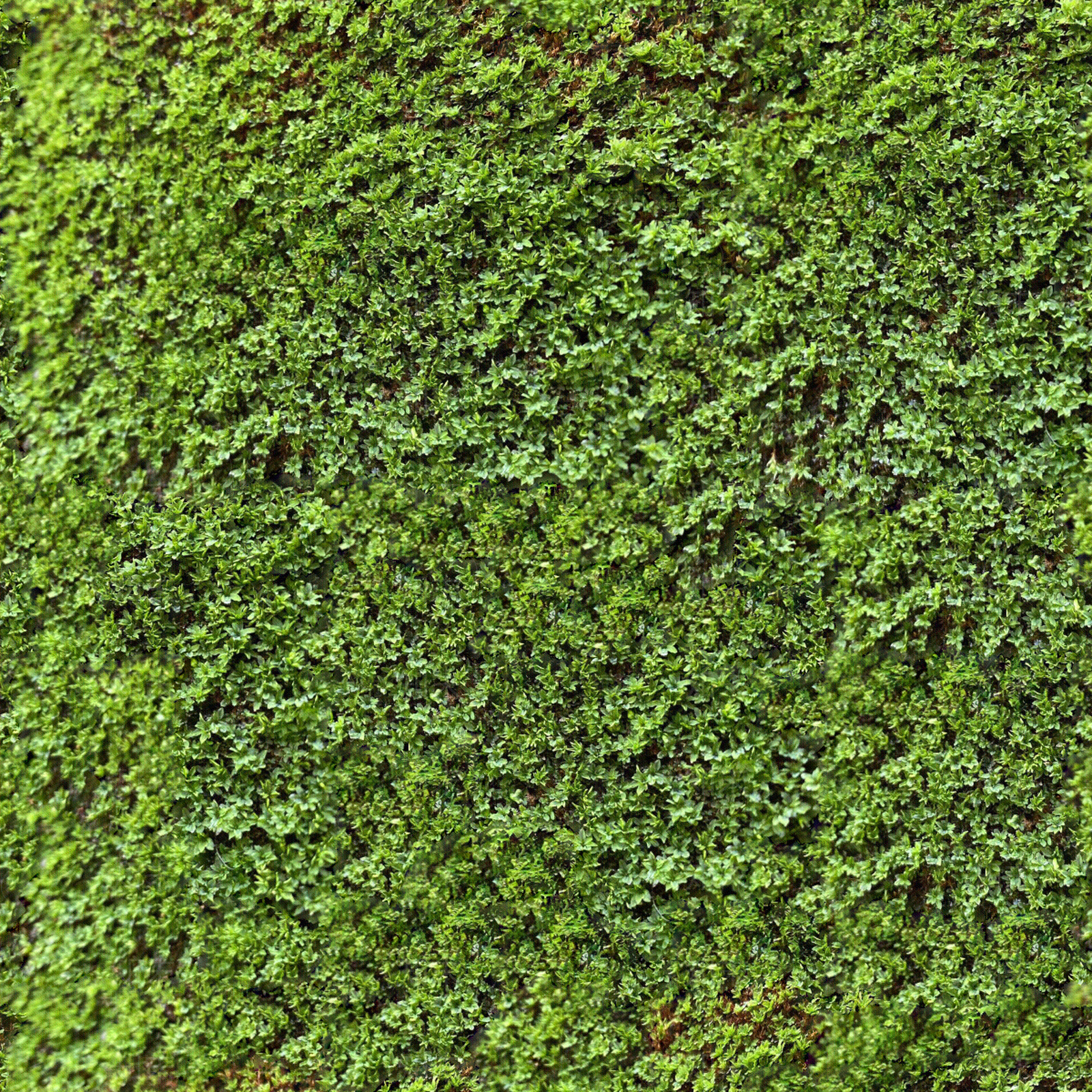 无缝长满苔藓的树皮贴图下载【ID:1153912410】