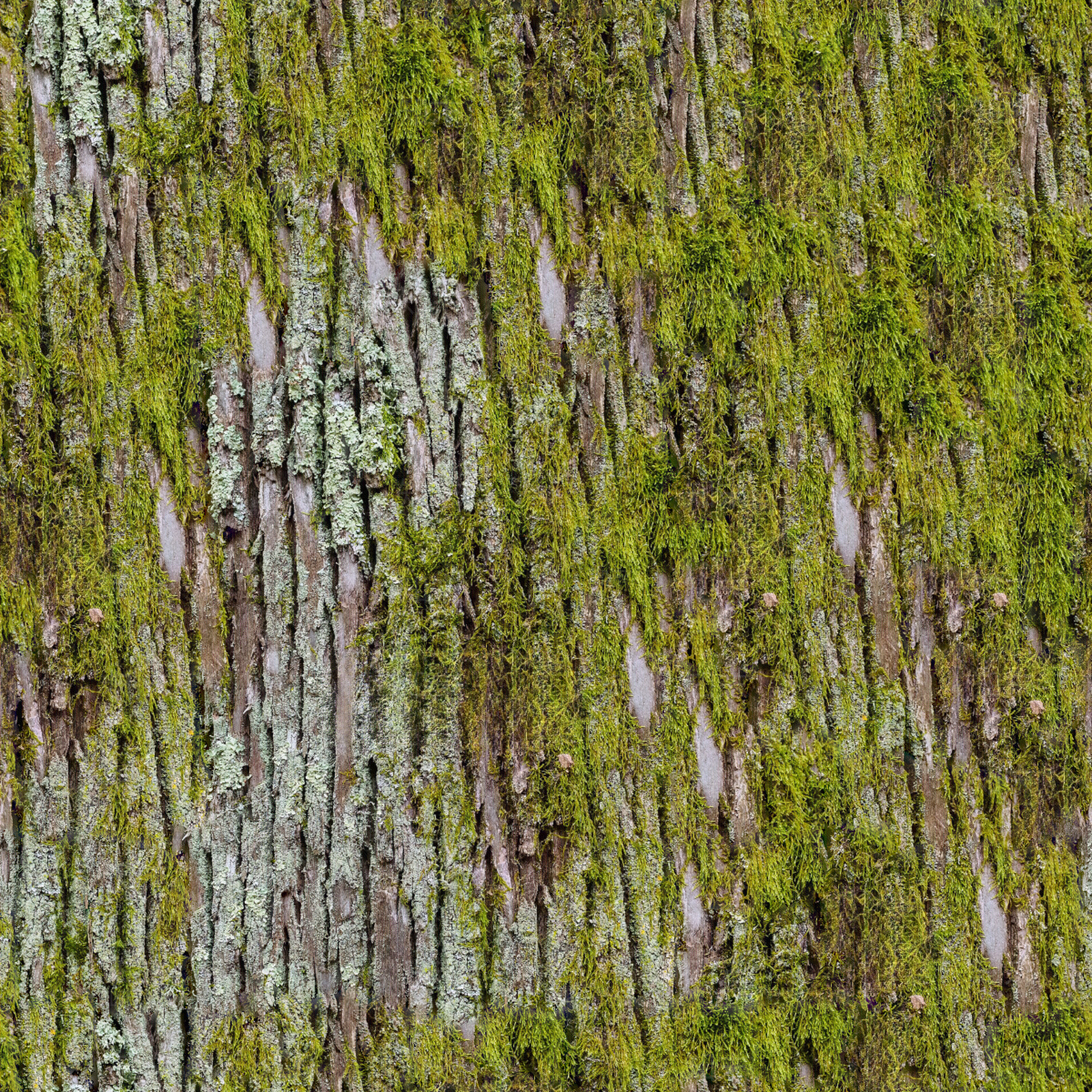 无缝长满苔藓的树皮贴图下载【ID:1153912659】