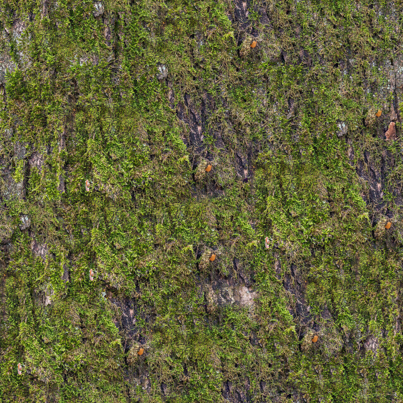 无缝长满苔藓的树皮贴图下载【ID:1153912862】