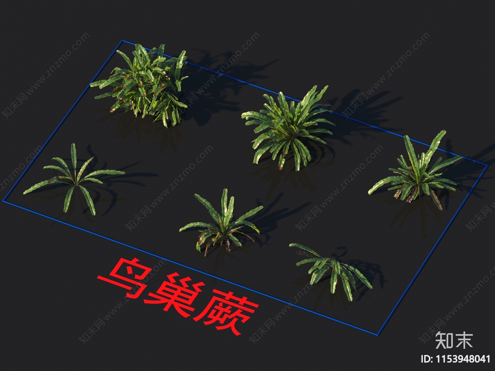 鸟巢蕨3D模型下载【ID:1153948041】