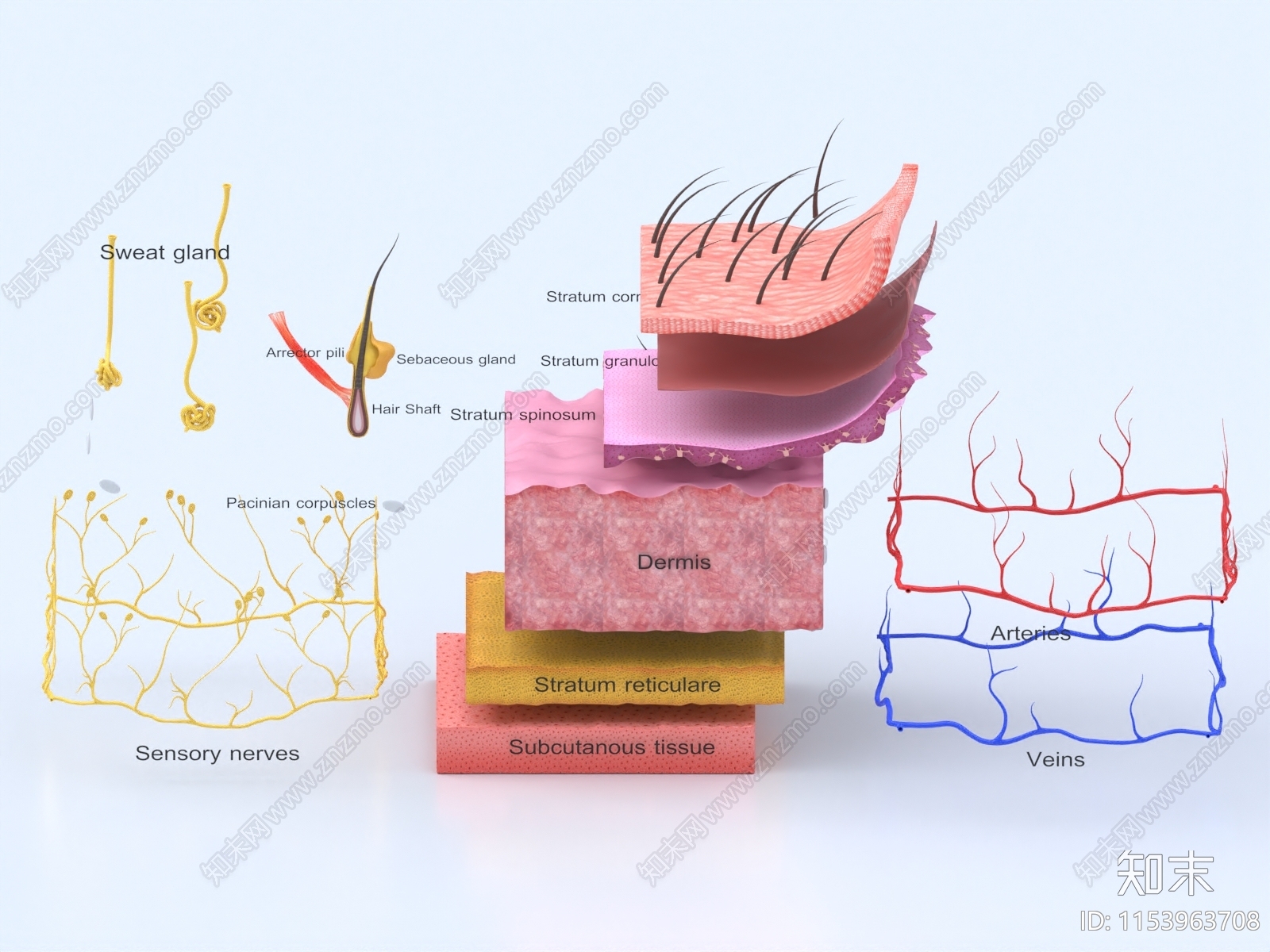 皮肤组织模型3D模型下载【ID:1153963708】