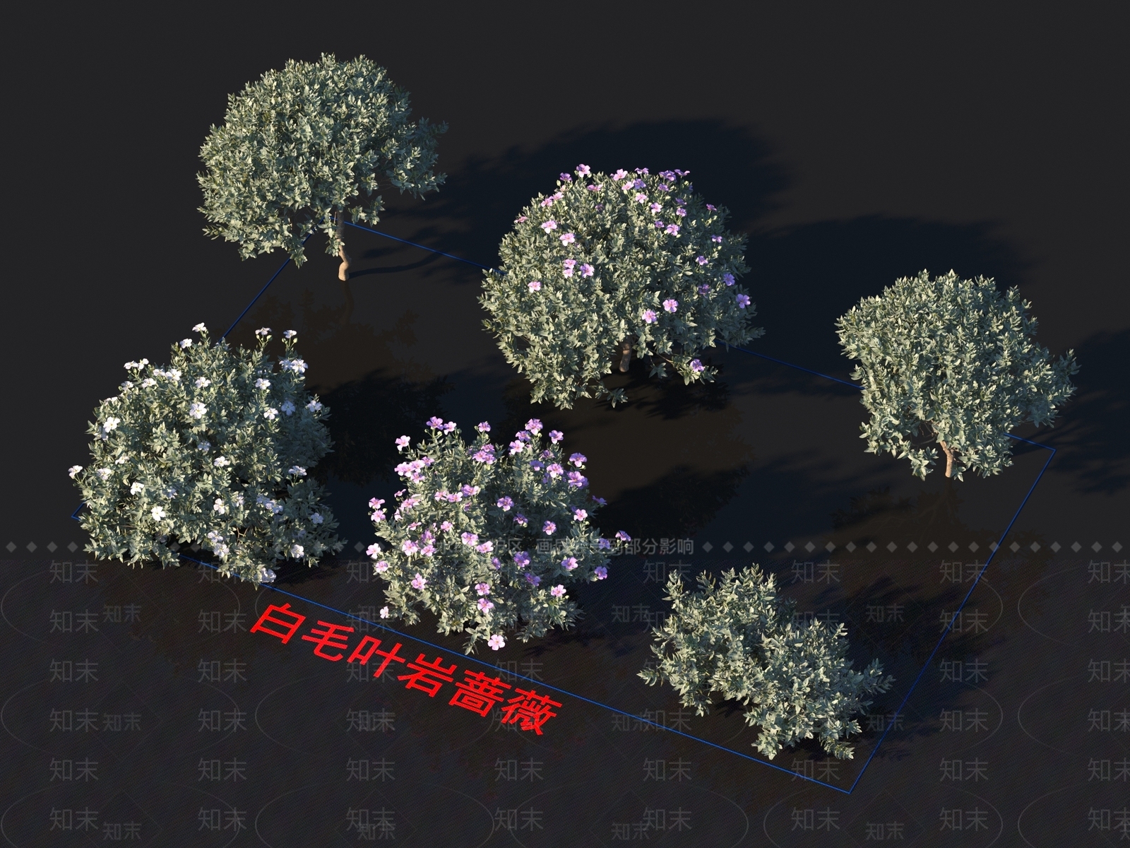 白毛叶岩蔷薇3D模型下载【ID:1154031613】