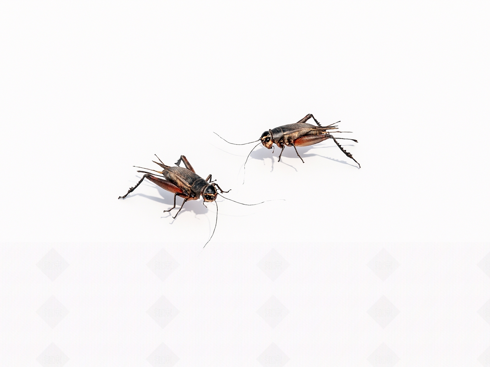 昆虫SU模型下载【ID:1154092651】
