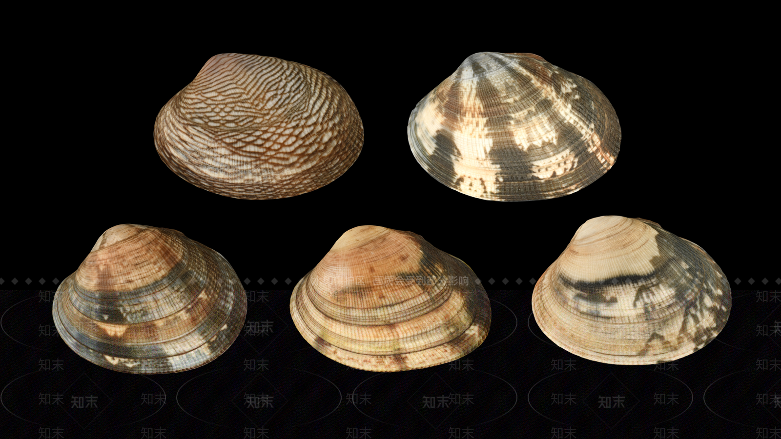贝壳3D模型下载【ID:1154155251】