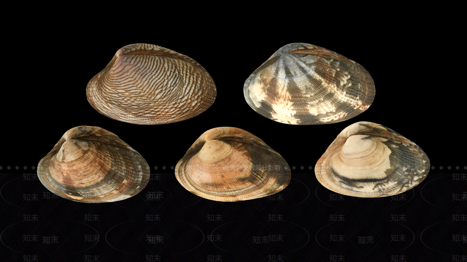 贝壳3D模型下载【ID:1154155251】