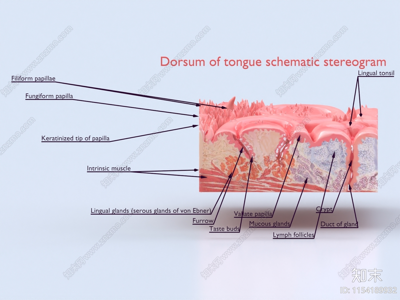舌头3D模型下载【ID:1154189932】