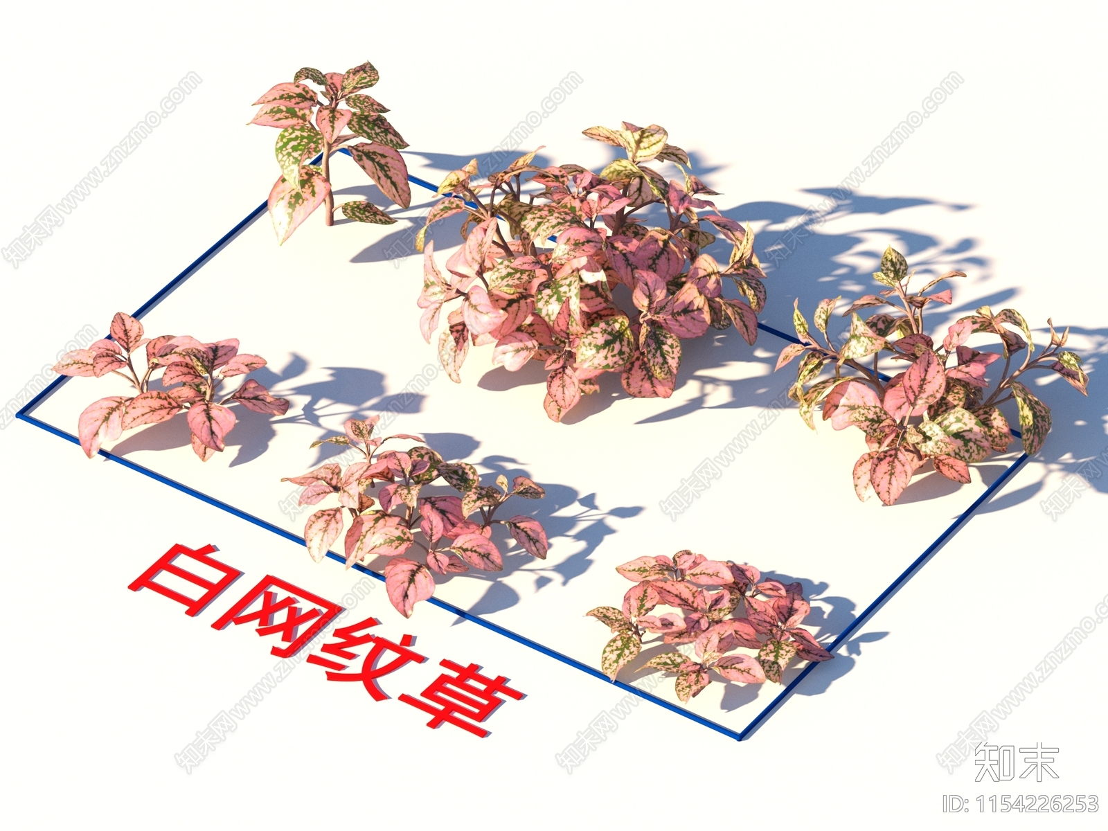 白网纹草3D模型下载【ID:1154226253】