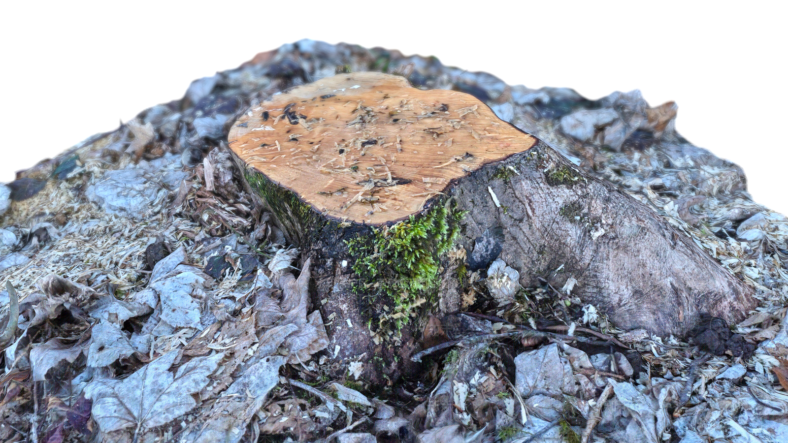 树桩3D模型下载【ID:1154344497】