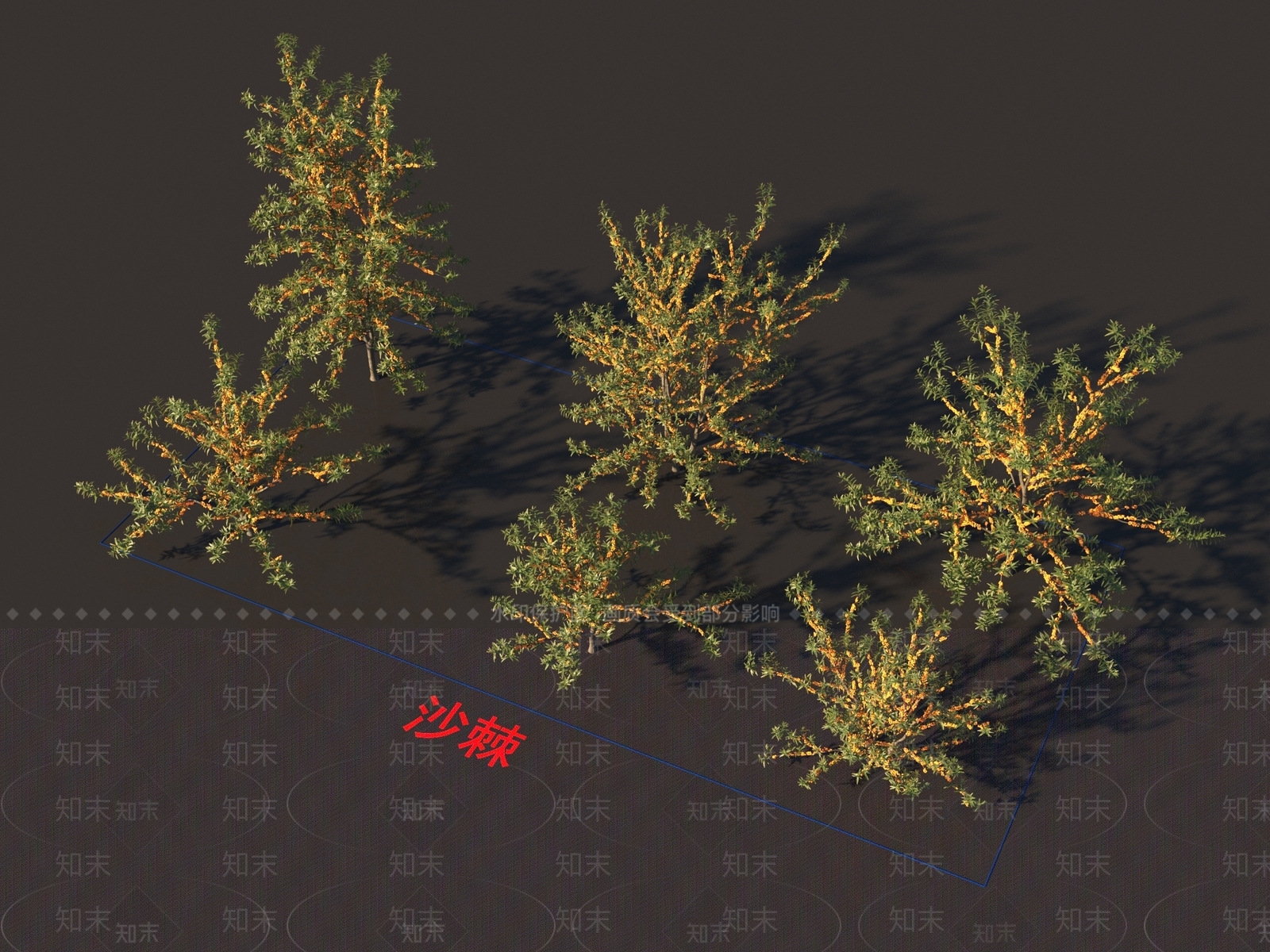 沙棘3D模型下载【ID:1154350264】