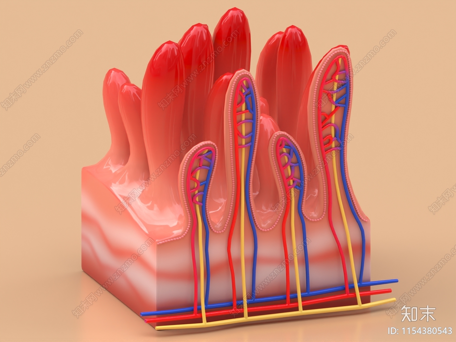 小肠横截面3D模型下载【ID:1154380543】