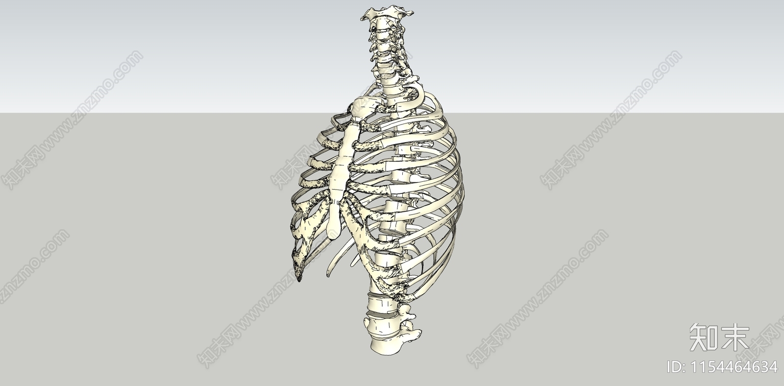医疗教学骨骼SU模型下载【ID:1154464634】