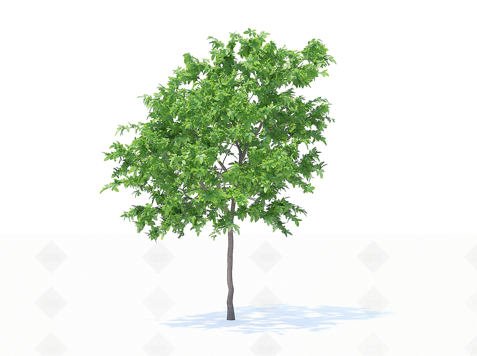 乔木3D模型下载【ID:1154469960】