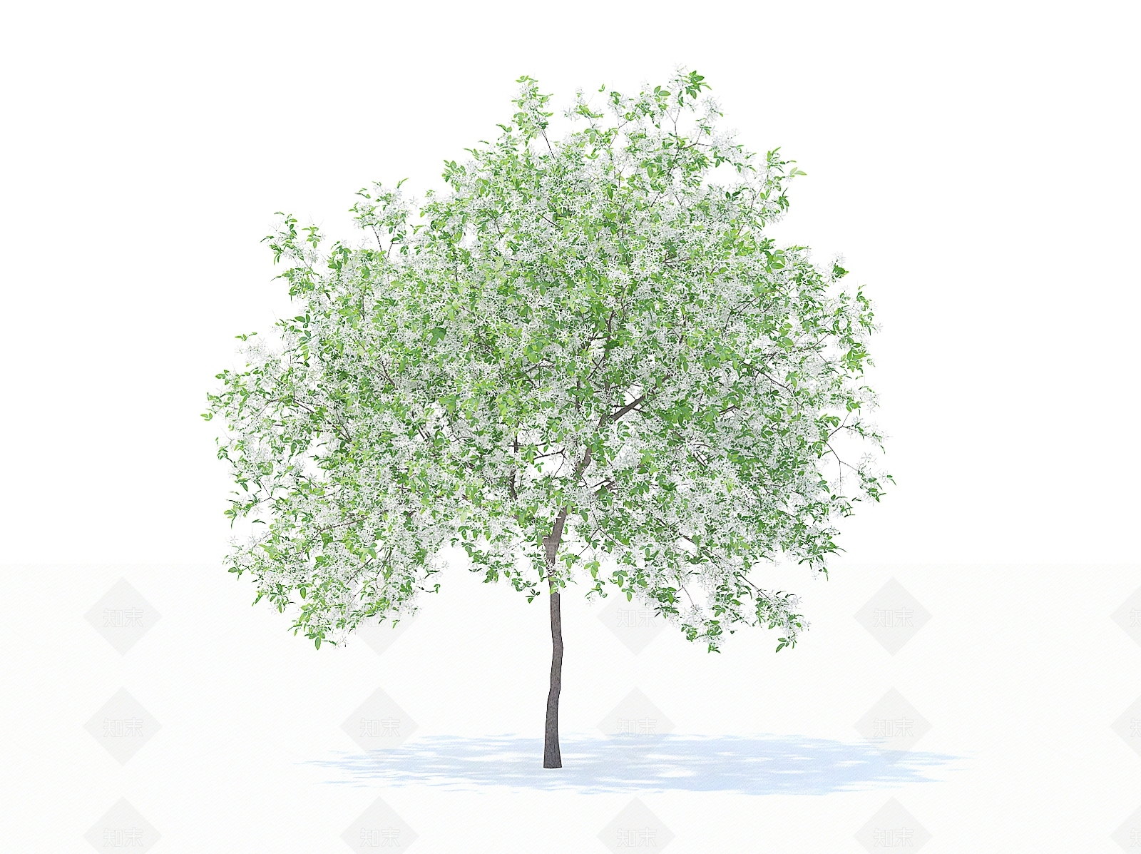 乔木3D模型下载【ID:1154470714】