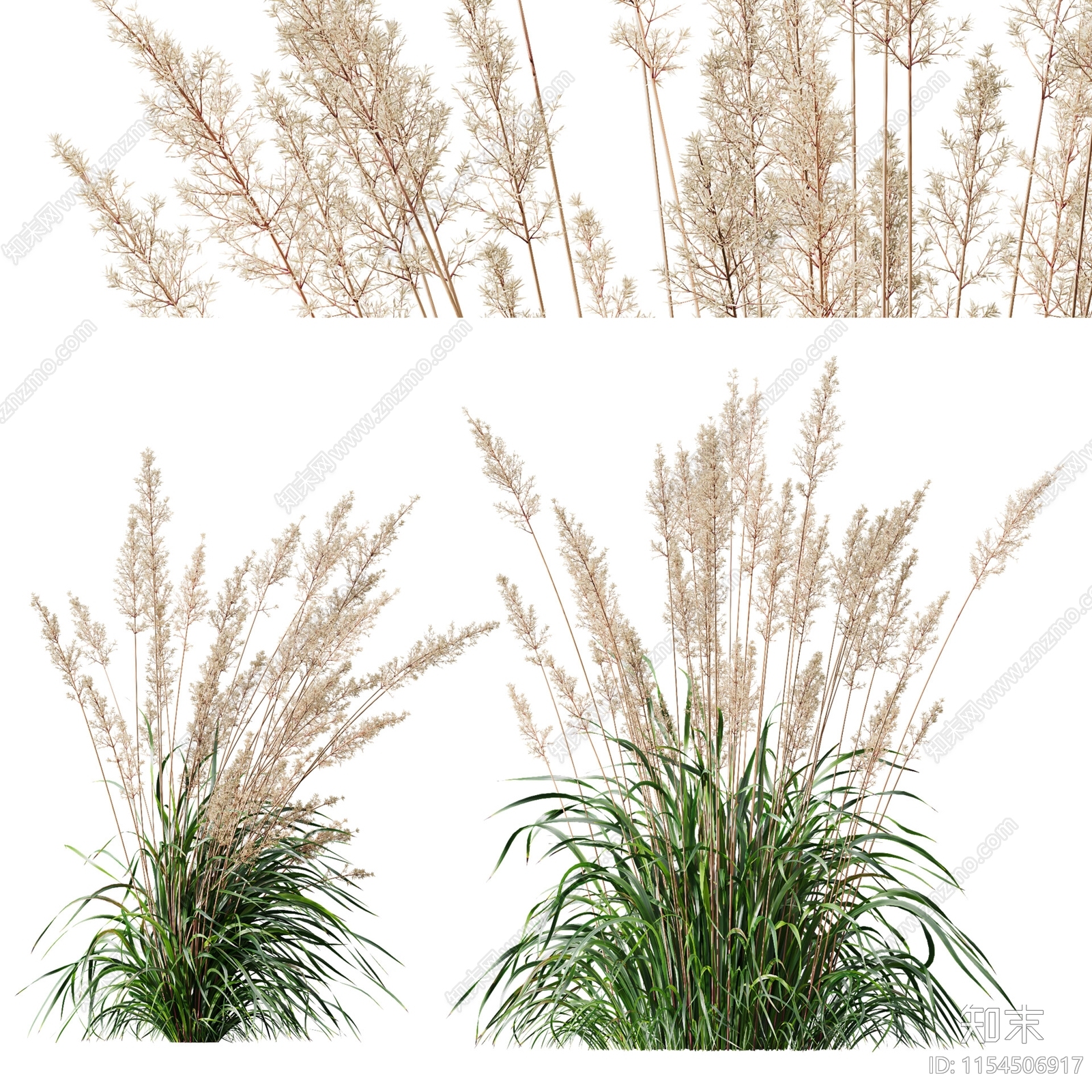 观赏草设计素材精品下载_知末网