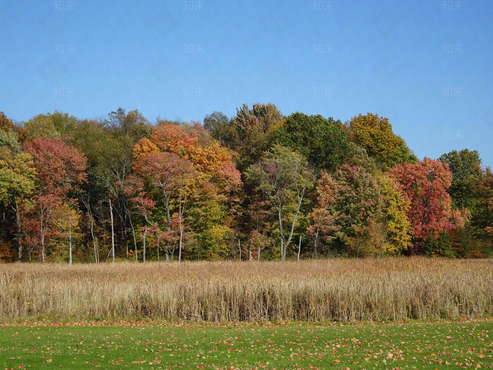 公园草坪风景外景贴图下载【ID:1154507207】