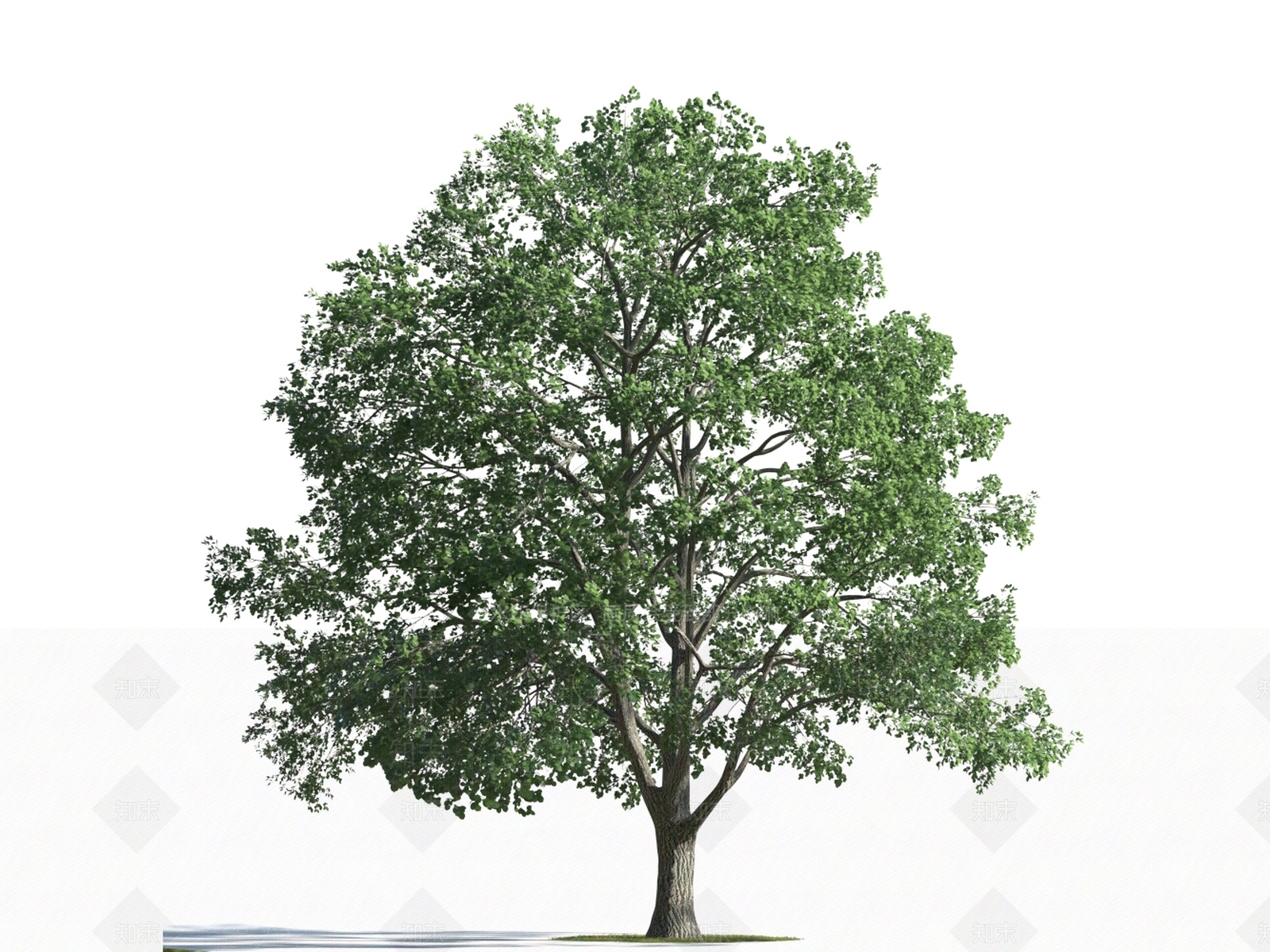 乔木3D模型下载【ID:1154507870】
