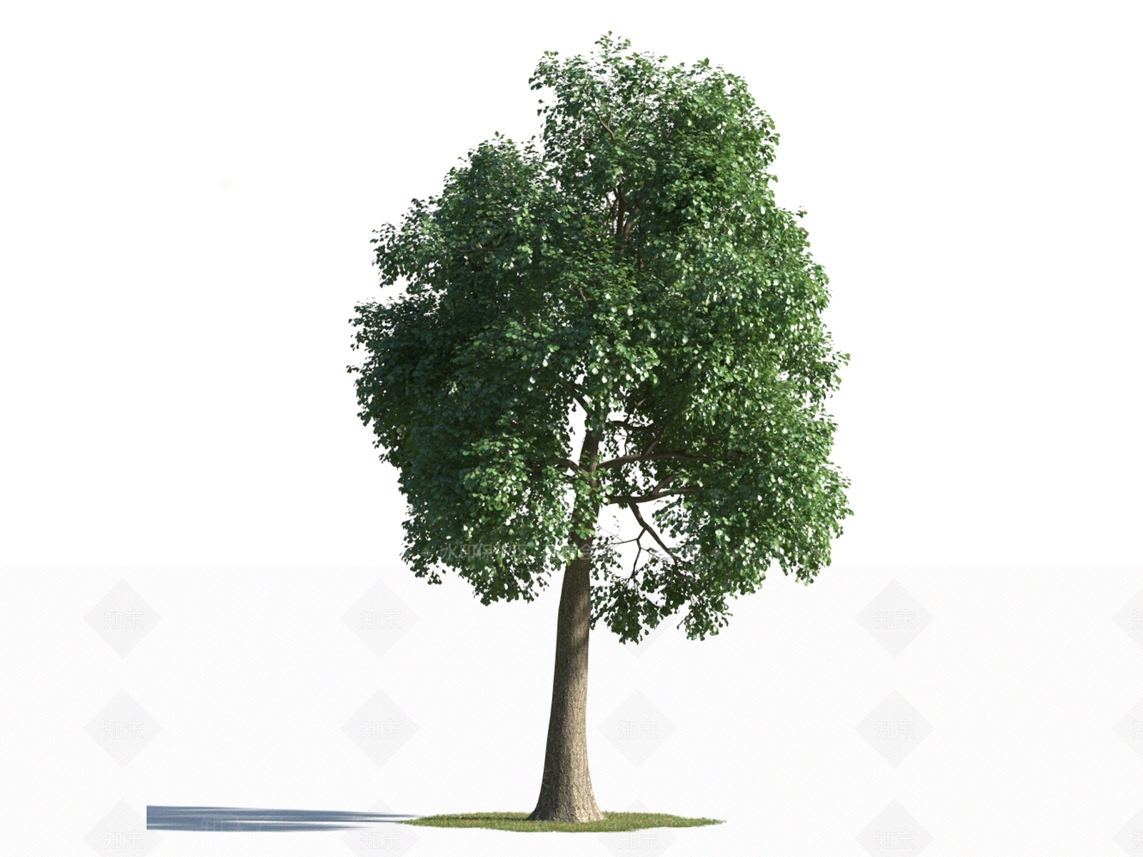 乔木3D模型下载【ID:1154510341】