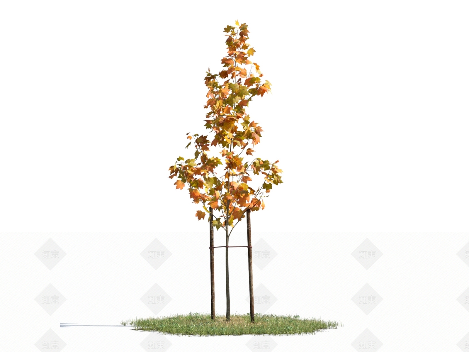 枫树3D模型下载【ID:1154510978】