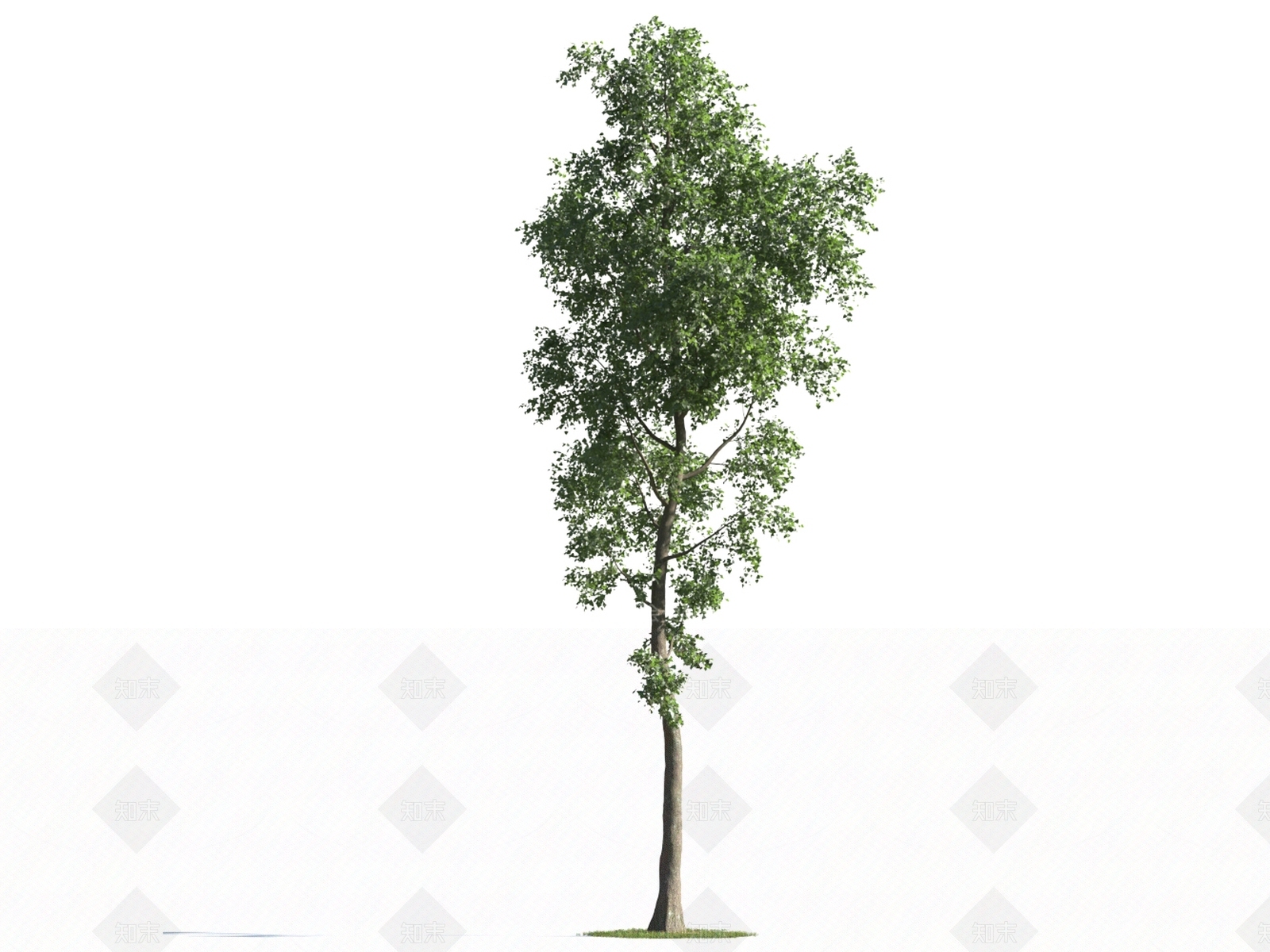 乔木3D模型下载【ID:1154513539】