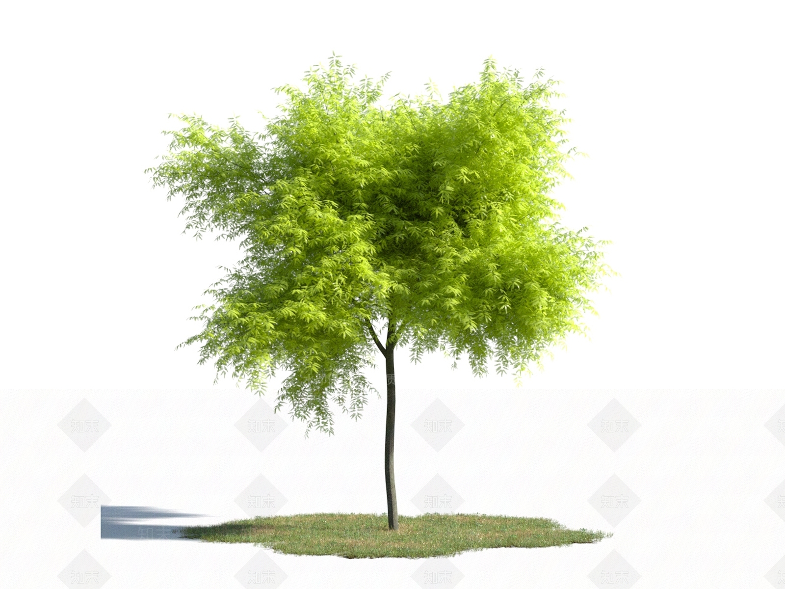 枫树3D模型下载【ID:1154514856】