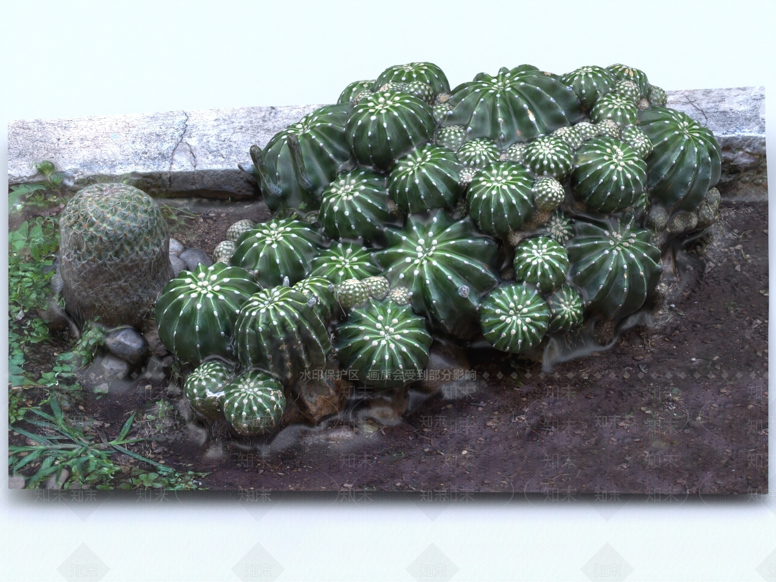 仙人掌3D模型下载【ID:1154550673】