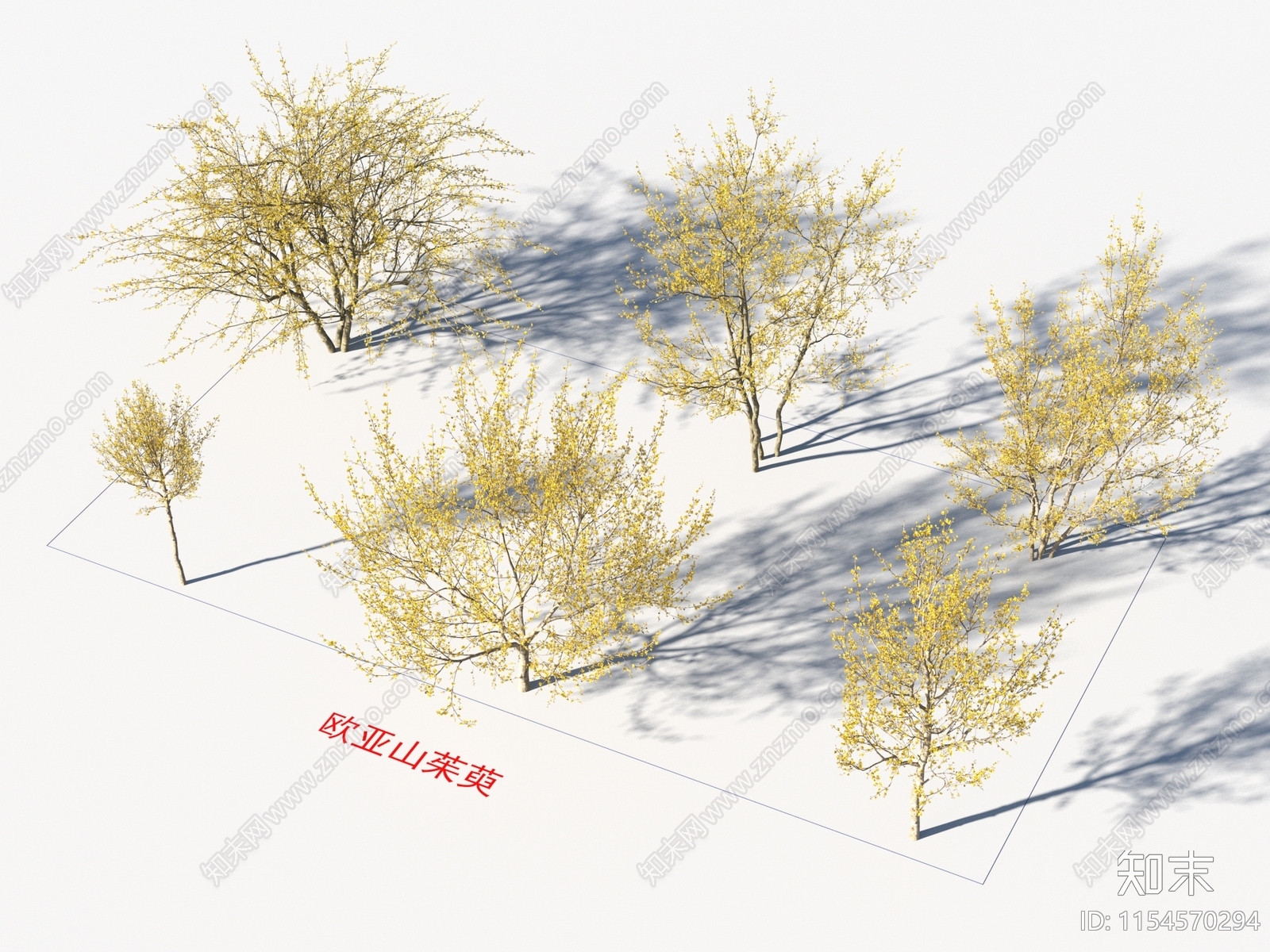 欧亚山茱萸3D模型下载【ID:1154570294】