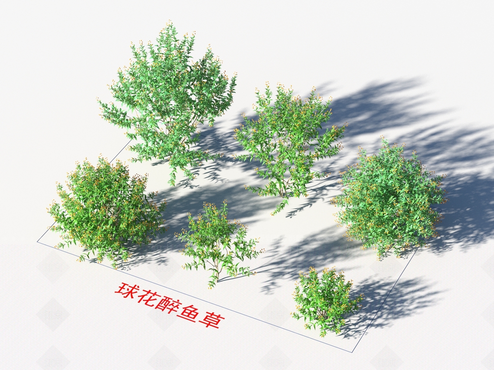 球花醉鱼草3D模型下载【ID:1154571173】