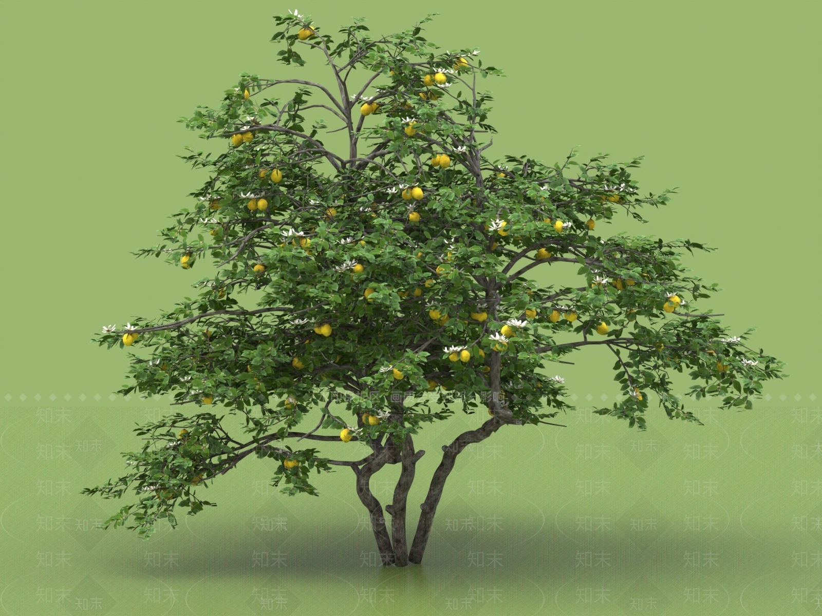 柠檬树3D模型下载【ID:1154600273】