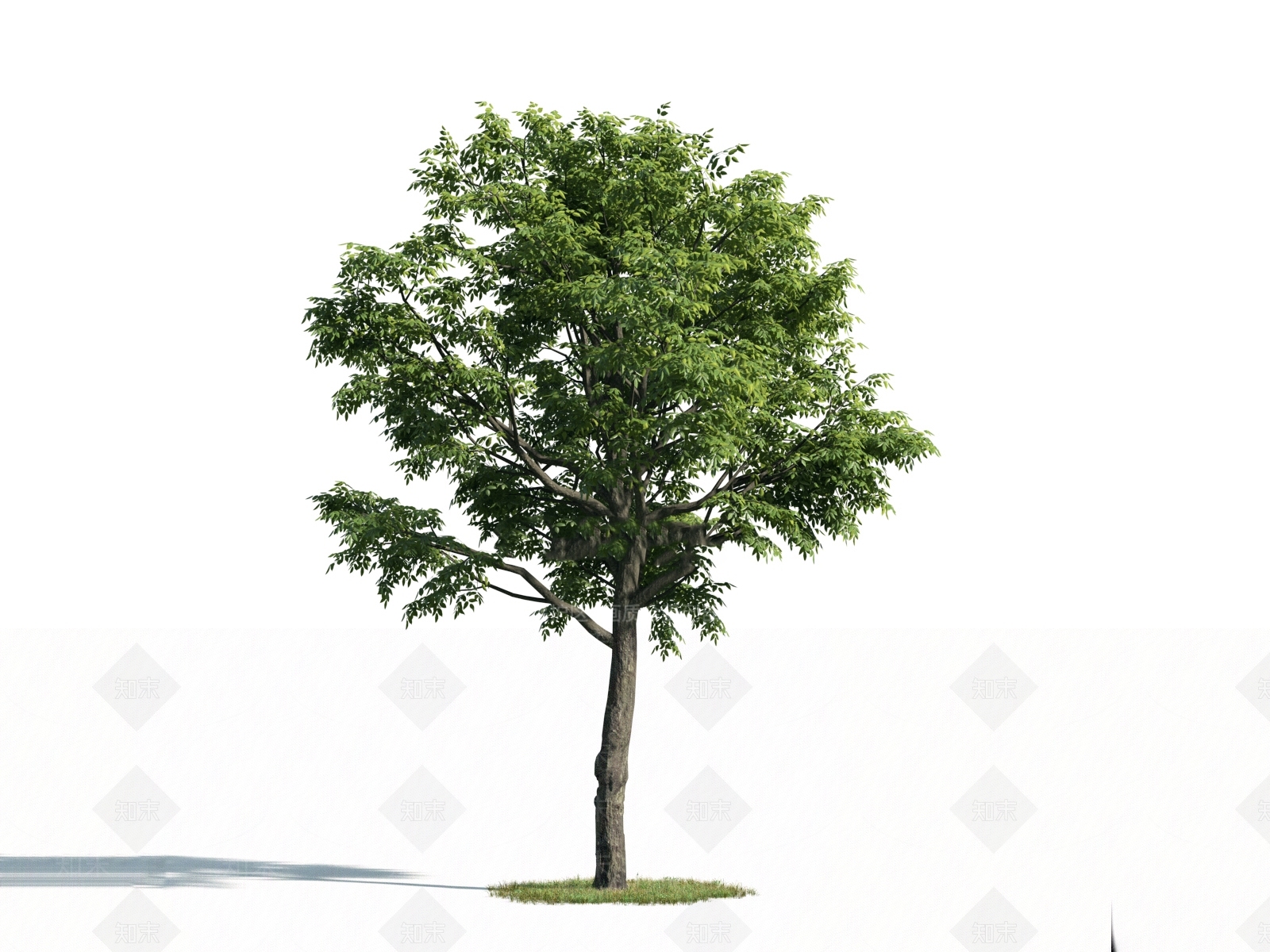 乔木3D模型下载【ID:1154754788】
