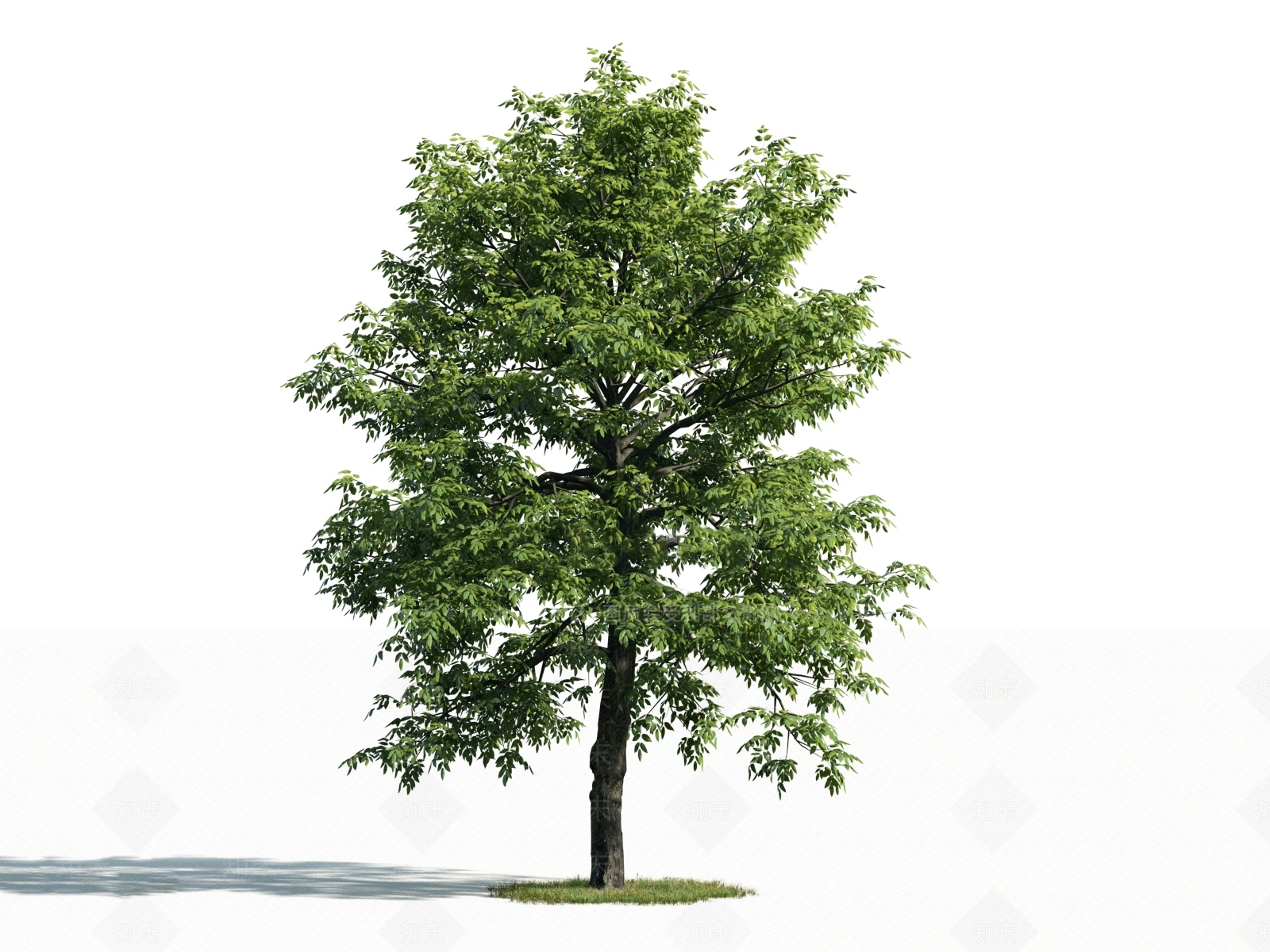 乔木3D模型下载【ID:1154755046】
