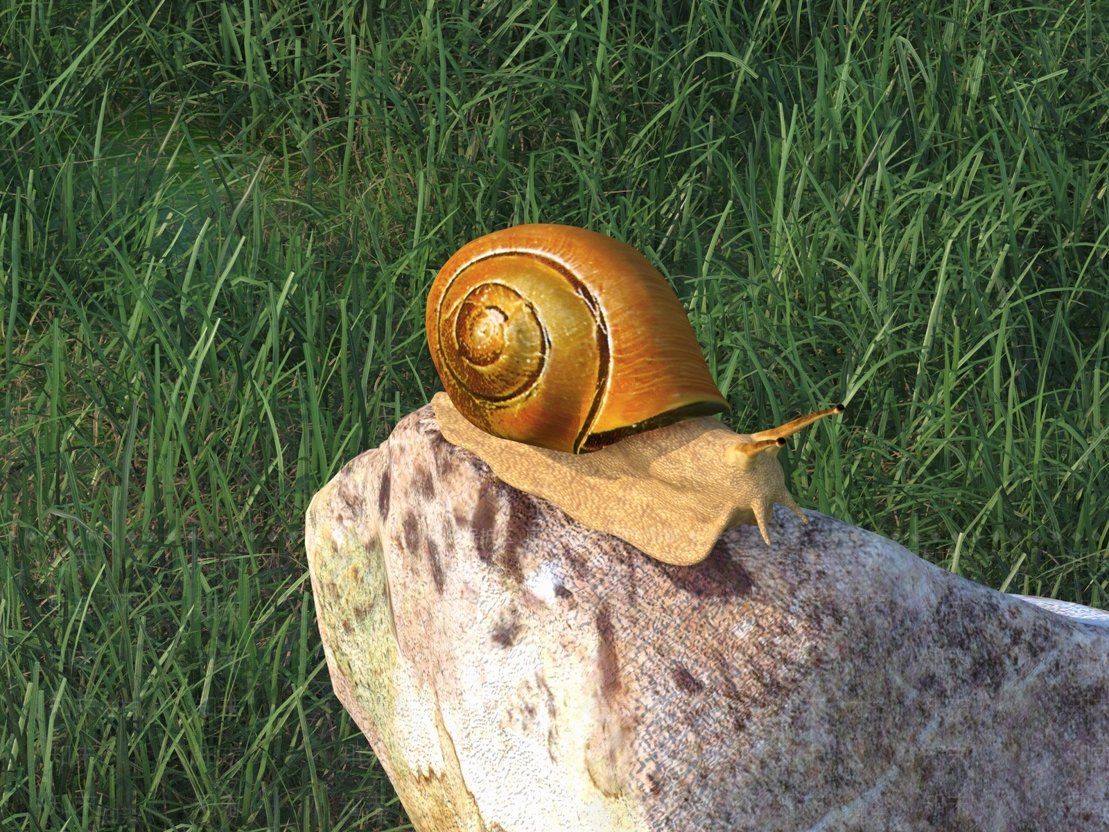 蜗牛3D模型下载【ID:1154756947】