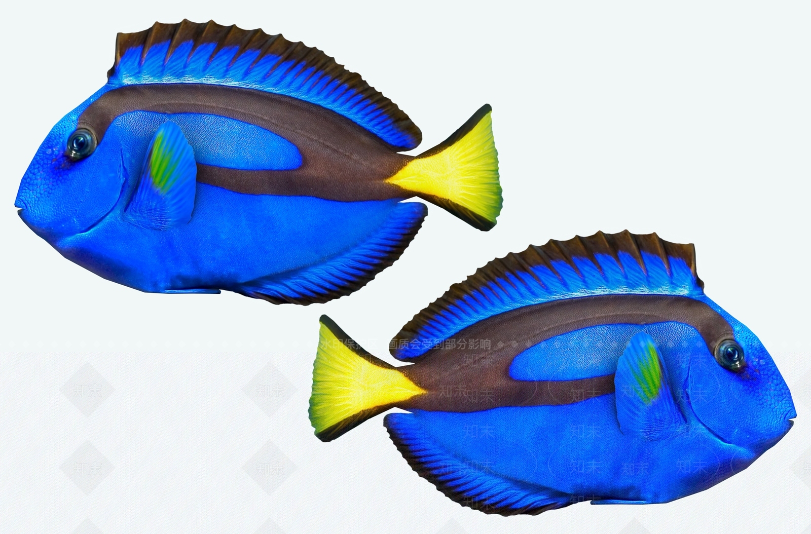 热带鱼3D模型下载【ID:1155009307】